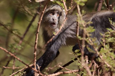 tanzania lake manyara, monkey, sykes monkey (_MG_0295 - 20090118).jpg