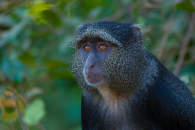 tanzania lake manyara, monkey, sykes monkey (_MG_2432 - 20090119).jpg