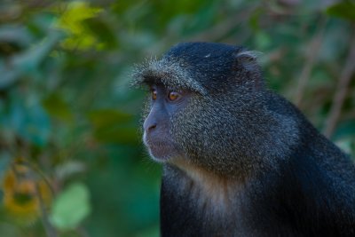 tanzania lake manyara, monkey, sykes monkey (_MG_2435 - 20090119).jpg