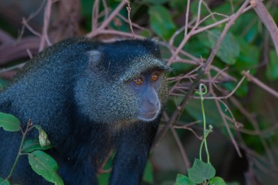 tanzania lake manyara, monkey, sykes monkey (_MG_2476 - 20090119).jpg