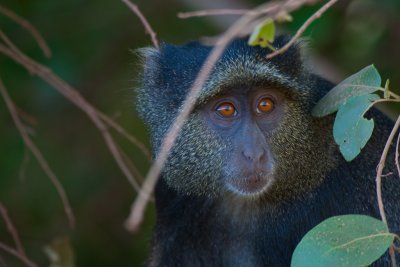 tanzania lake manyara, monkey, sykes monkey (_MG_2516 - 20090119).jpg