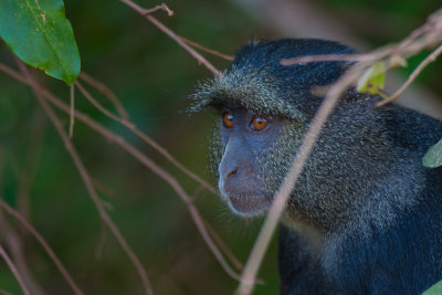 tanzania lake manyara, monkey, sykes monkey (_MG_2528 - 20090119).jpg