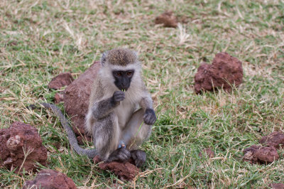 tanzania lake manyara, monkey, vervet monkey (_MG_1667 - 20090117).jpg