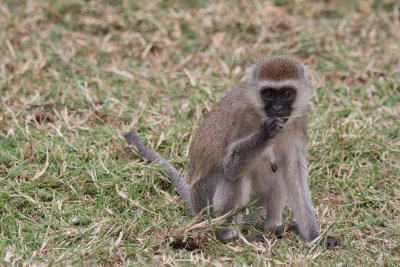 tanzania lake manyara, monkey, vervet monkey (_MG_1683 - 20090117).jpg