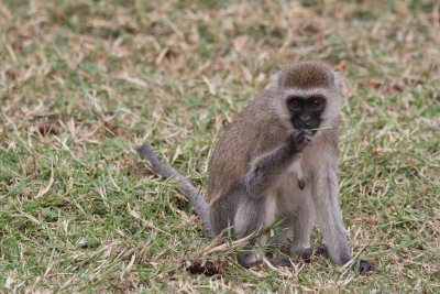 tanzania lake manyara, monkey, vervet monkey (_MG_1683 - 20090117).jpg