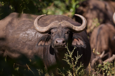 tanzania lake manyara, water buffalo (_MG_0314 - 20090118).jpg