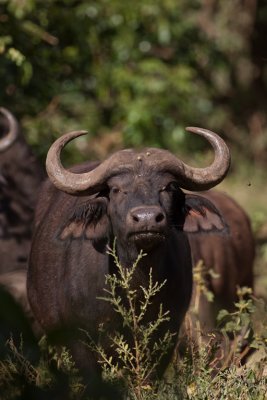 tanzania lake manyara, water buffalo (_MG_0336 - 20090118).jpg