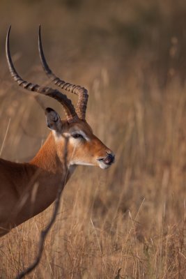 tanzania antelope, grants gazelle, serengeti (_MG_1123 - 20090120).jpg