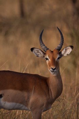 tanzania antelope, grants gazelle, serengeti (_MG_1124 - 20090120).jpg