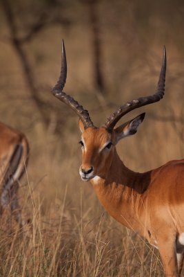 tanzania antelope, grants gazelle, serengeti (_MG_1126 - 20090120).jpg