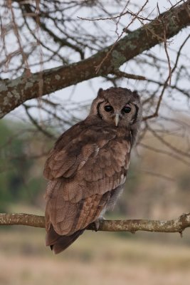 tanzania bird, eagle owl, serengeti (_MG_2604 - 20090120).jpg