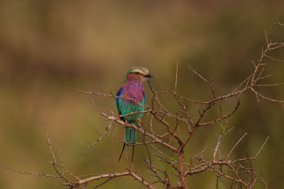 tanzania bird, lilac brested roller, serengeti (_MG_1176 - 20090120).jpg
