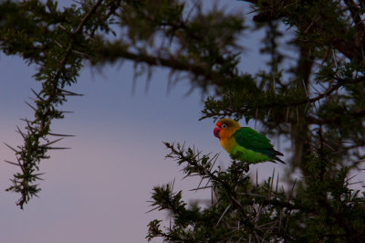 tanzania bird, parakeet, serengeti (_MG_1296 - 20090121).jpg