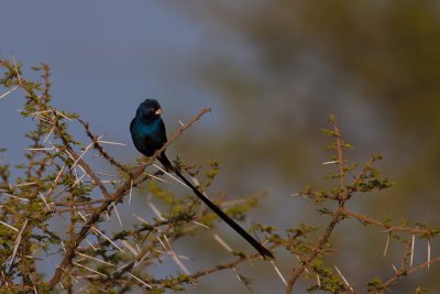 tanzania bird, serengeti (_MG_1117 - 20090120).jpg