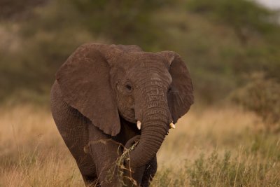 tanzania elephant, serengeti (_MG_1164 - 20090120).jpg