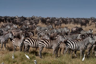 tanzania herd, serengeti, wildebeast, zebra (_MG_2858 - 20090120).jpg