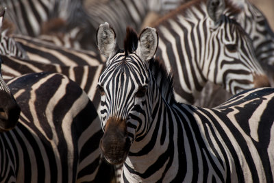 tanzania herd, serengeti, zebra (_MG_2861 - 20090120).jpg