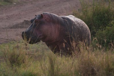 tanzania hippo, serengeti (_MG_2578 - 20090120).jpg