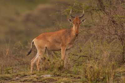 tanzania antelope, cokes hartebeest, ndutu (_MG_3926 - 20090125).jpg