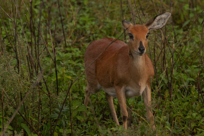 tanzania antelope, ndutu, steenbok (_MG_4420 - 20090125).jpg