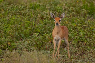 tanzania antelope, ndutu, steenbok (_MG_4637 - 20090125).jpg