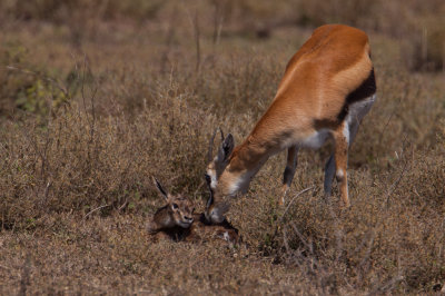 tanzania antelope, ndutu, thompsons gazelle (_MG_2513 - 20090122).jpg
