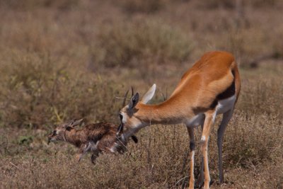 tanzania antelope, ndutu, thompsons gazelle (_MG_2523 - 20090122).jpg
