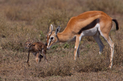 tanzania antelope, ndutu, thompsons gazelle (_MG_2528 - 20090122).jpg