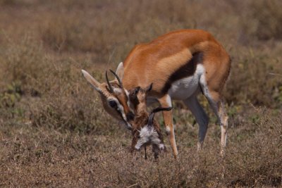 tanzania antelope, ndutu, thompsons gazelle (_MG_2537 - 20090122).jpg