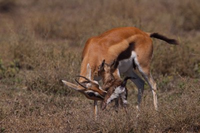 tanzania antelope, ndutu, thompsons gazelle (_MG_2539 - 20090122).jpg