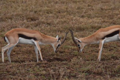 tanzania antelope, ndutu, thompsons gazelle (_MG_4875 - 20090127).jpg