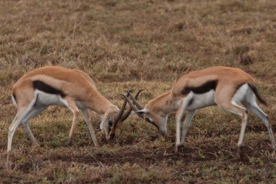 tanzania antelope, ndutu, thompsons gazelle (_MG_4885 - 20090127).jpg