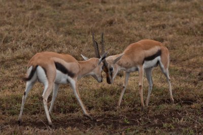 tanzania antelope, ndutu, thompsons gazelle (_MG_4894 - 20090127).jpg