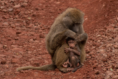tanzania baboon, ndutu (_MG_4959 - 20090127).jpg