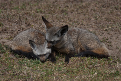 tanzania bat-eared fox, ndutu (_MG_3887 - 20090122).jpg