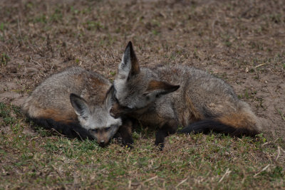tanzania bat-eared fox, ndutu (_MG_3888 - 20090122).jpg