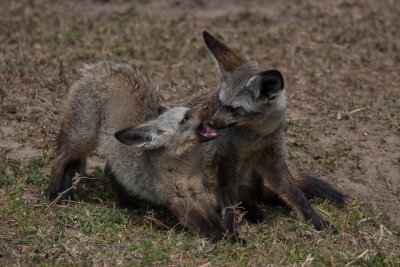 tanzania bat-eared fox, ndutu (_MG_3891 - 20090122).jpg
