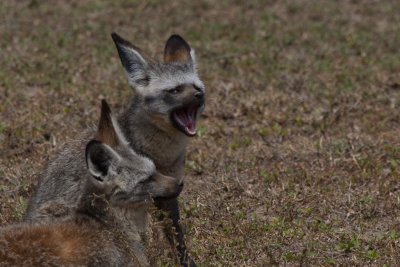 tanzania bat-eared fox, ndutu (_MG_3905 - 20090122).jpg