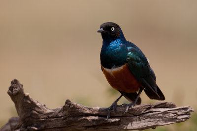 tanzania bird, hildebrants starling, ndutu (_MG_3382 - 20090124).jpg
