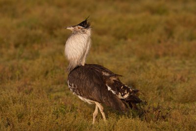 tanzania bird, kori bustard, ndutu (_MG_2222 - 20090122).jpg