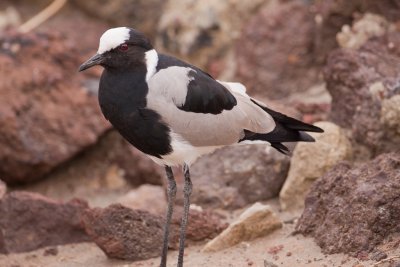 tanzania bird, ndutu (_MG_3999 - 20090125).jpg