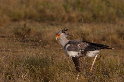 tanzania bird, ndutu, secretary bird (_MG_2239 - 20090122).jpg
