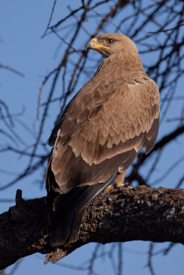 tanzania bird, ndutu, tawny eagle (_MG_2749 - 20090123).jpg