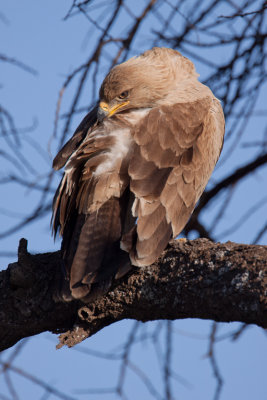 tanzania bird, ndutu, tawny eagle (_MG_2757 - 20090123).jpg