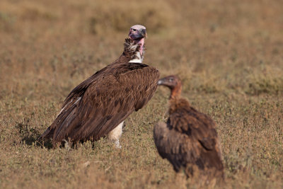 tanzania bird, ndutu, vulture (_MG_3302 - 20090124).jpg