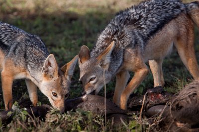 tanzania black backed jackal, kill, ndutu, vulture (_MG_2421 - 20090122).jpg