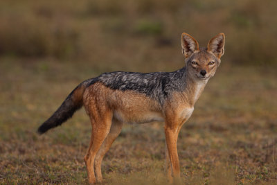 tanzania black backed jackal, ndutu (_MG_3203 - 20090124).jpg