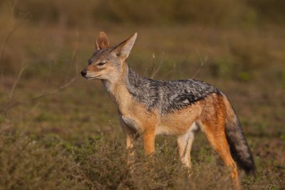 tanzania black backed jackal, ndutu (_MG_3209 - 20090124).jpg