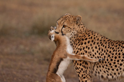 tanzania cheetah, kill, ndutu (_MG_2098 - 20090121).jpg