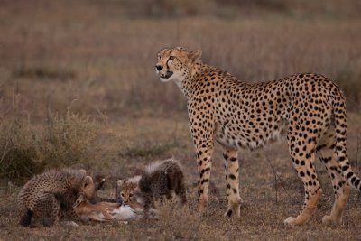 tanzania cheetah, kill, ndutu (_MG_2172 - 20090121).jpg